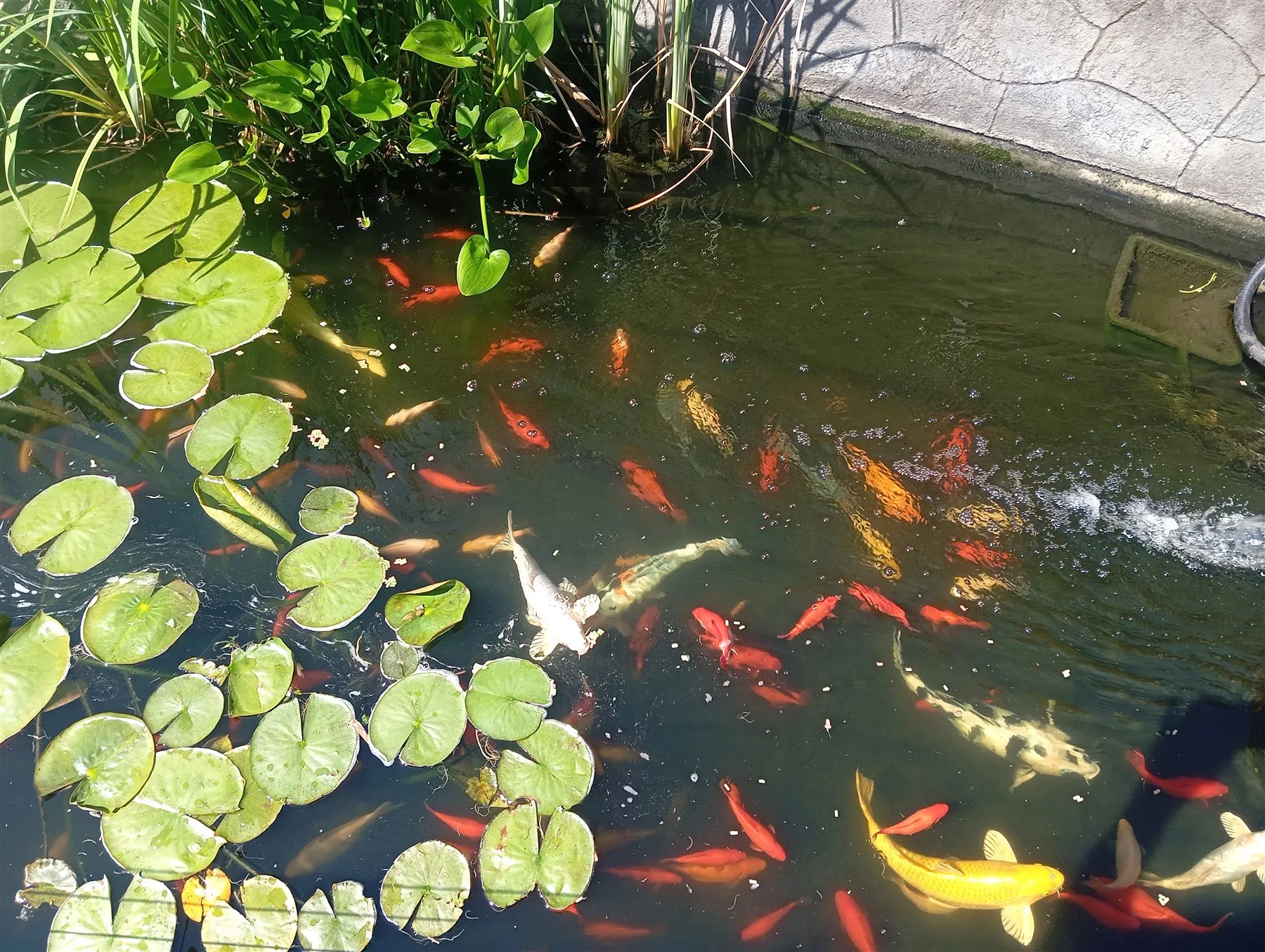 Dettaglio del laghetto ornamentale con ninfee e carpe koi